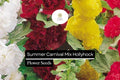 125 Seeds Hollyhock Summer Carnival Mix – Vibrant Biennial Flowers, Pollinator-Friendly, Cottage Garden, Alcea rosea