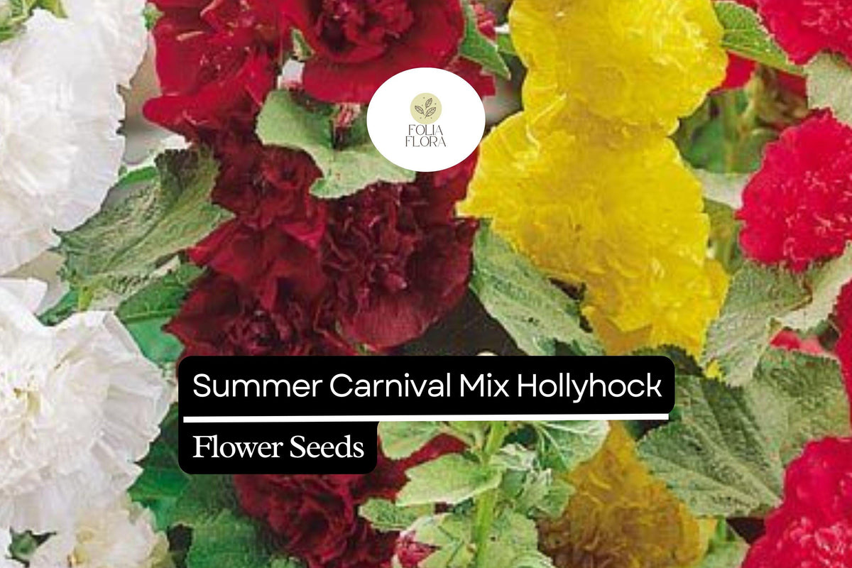 125 Seeds Hollyhock Summer Carnival Mix – Vibrant Biennial Flowers, Pollinator-Friendly, Cottage Garden, Alcea rosea
