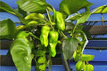 Shishito Pepper Seeds 250mg Non-GMO Heirloom Japanese Capsicum annuum for Cooking & Gardening