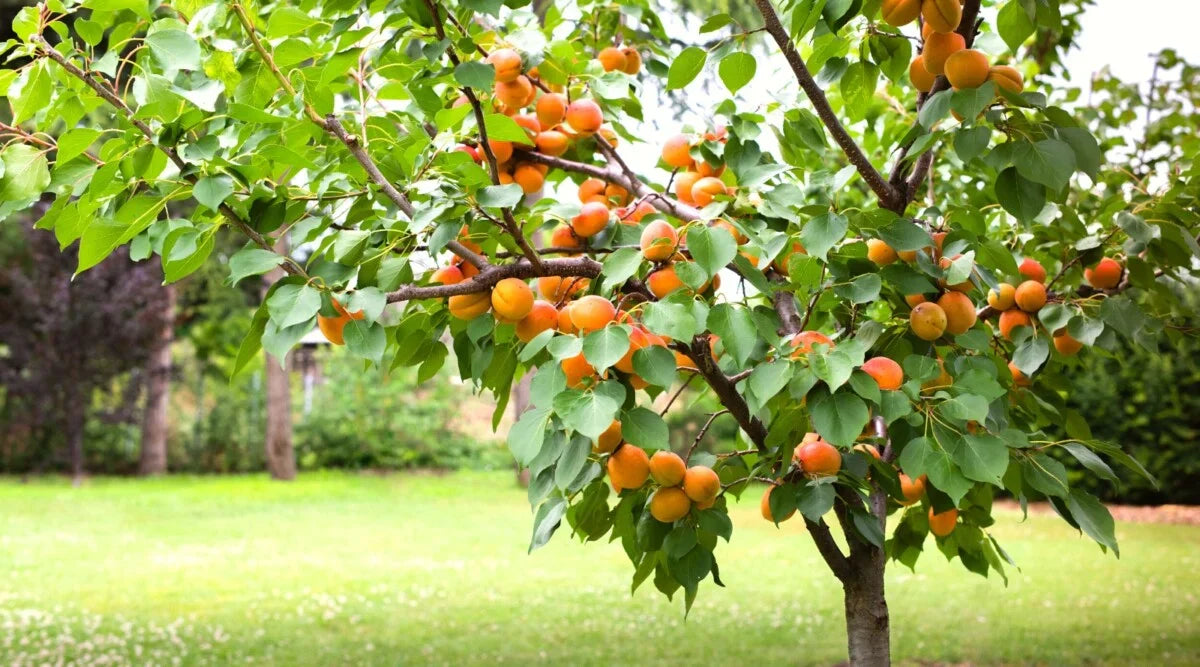 Unrooted Apricot Tree Cuttings – Prunus armeniaca Grafting & Propagation Scion Wood for Fruit Tree Cultivation