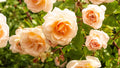 Yellow Apricot Rose Cuttings 5pcs – Live Unrooted Rose Stems for Rooting or Grafting, Fragrant Heirloom Garden Rose