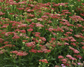 Live New Vintage Red Yarrow Plant - Achillea millefolium - Perennial in 1 Pint Pot