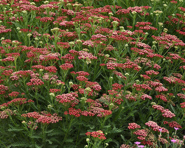 Live New Vintage Red Yarrow Plant - Achillea millefolium - Perennial in 1 Pint Pot