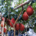 Super Rare Red Pomelo Cuttings – Citrus maxima – Chinese Grapefruit – 3 Fresh Scions for Rooting or Grafting