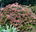 Abelia ‘Rose Creek’ Shrubs – 2-Inch Bare Root, White Fragrant Flowers, Compact Pollinator-Friendly Landscape Plants