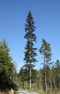 European Silver Fir Seeds, Abies alba, Evergreen Conifer Tree, 10 Seeds
