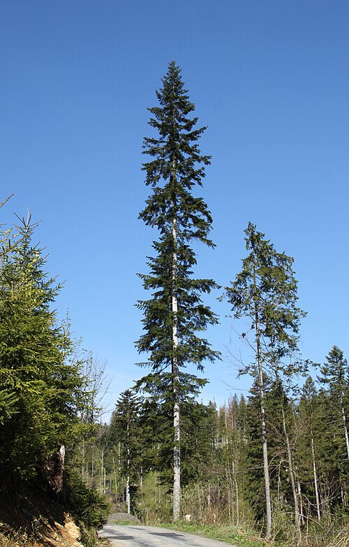 European Silver Fir Seeds, Abies alba, Evergreen Conifer Tree, 10 Seeds