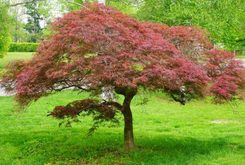 Japanese Maple Garnet Cuttings – Unrooted Weeping Acer palmatum, 6–7" Long, Grafting & Propagation, Deep Red Foliage