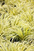 Live Golden Sweet Flag Acorus gramineus ‘Ogon’ | Hardy Aquatic Marginal Pond Plant | Bareroot Perennial