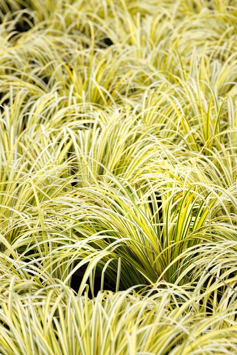 Live Golden Sweet Flag Acorus gramineus ‘Ogon’ | Hardy Aquatic Marginal Pond Plant | Bareroot Perennial