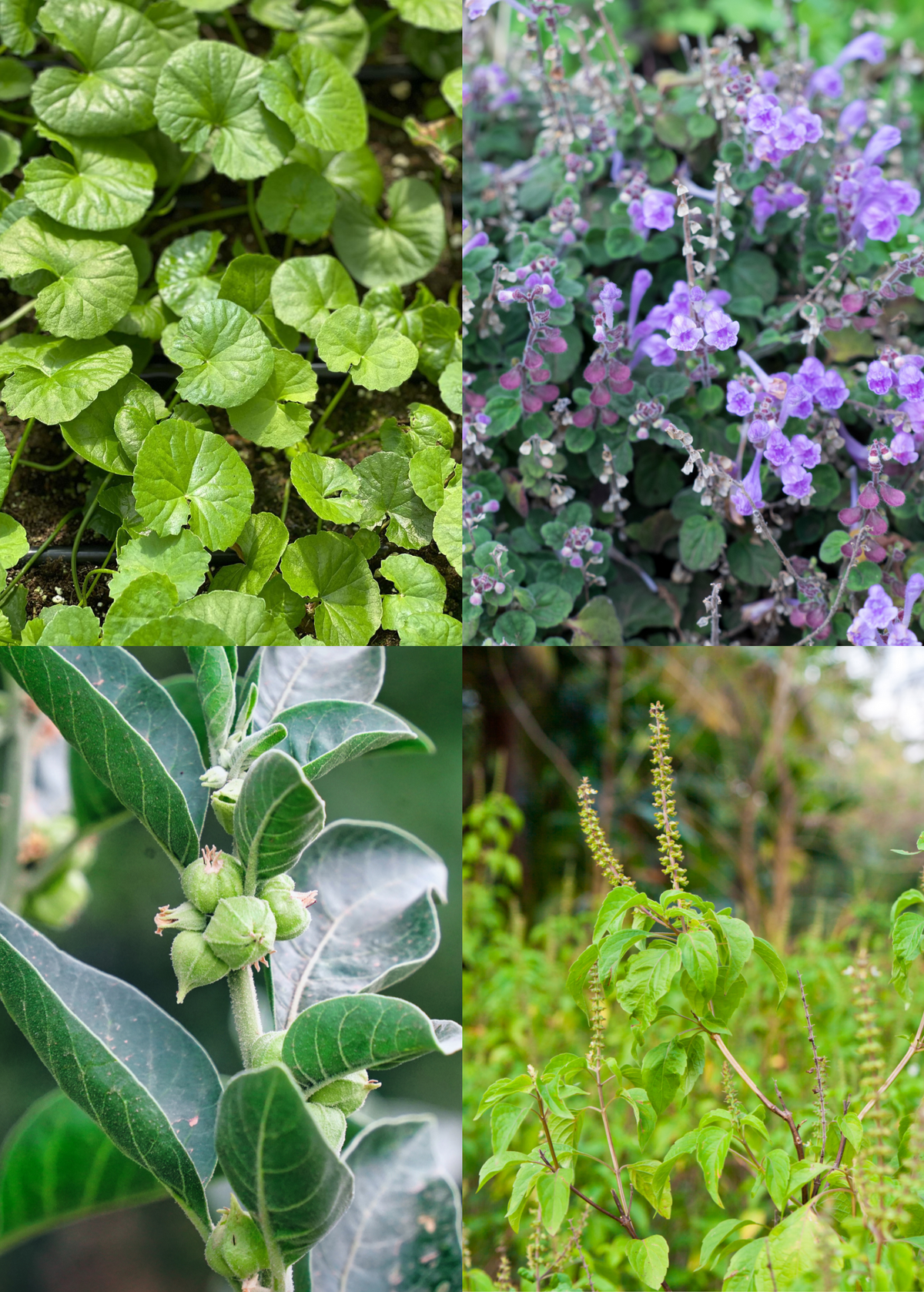 Adaptogen Herb Bundle: Gotu Kola, Skullcap, Ashwagandha, Tulsi
