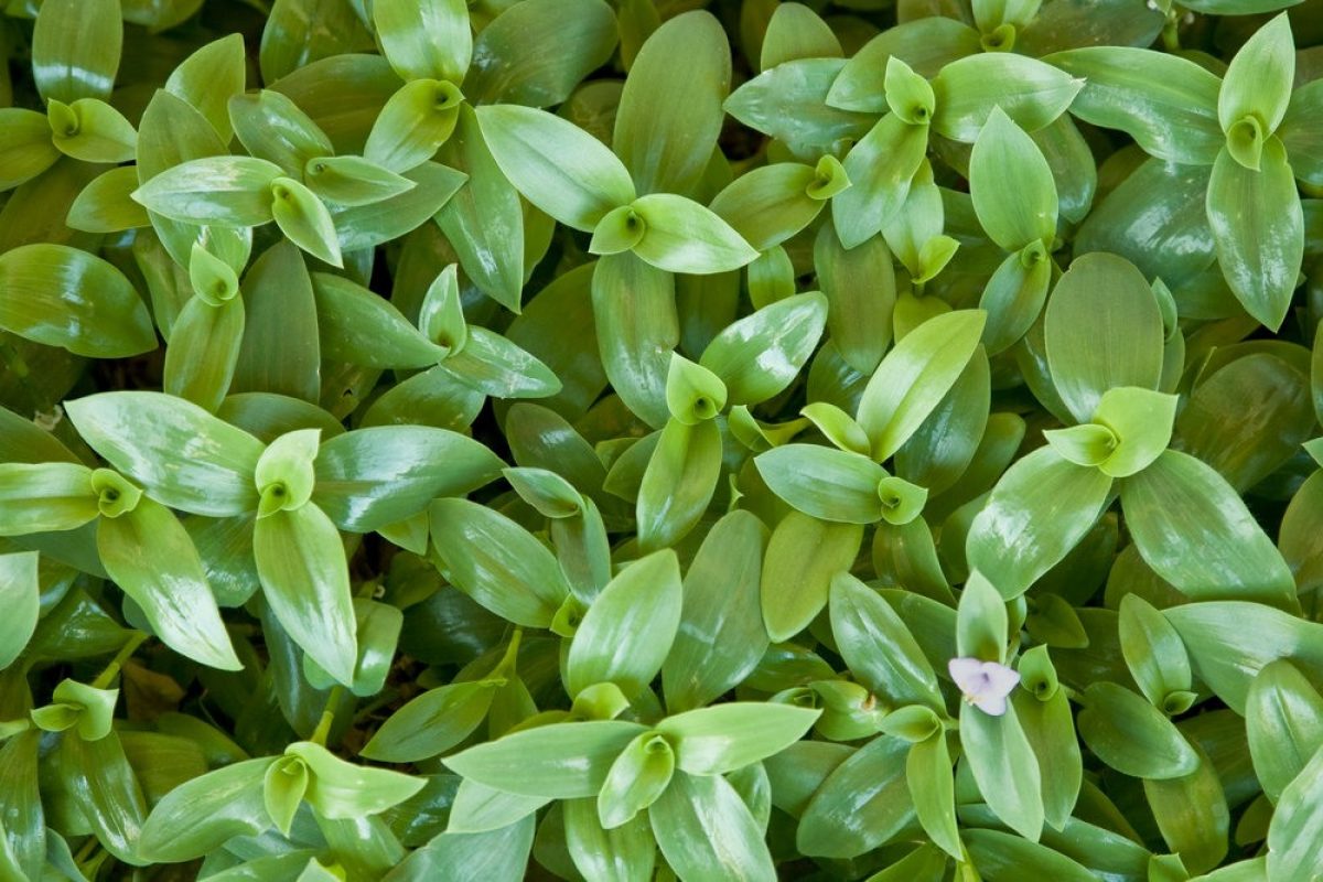 10 Tradescantia fluminensis Cuttings – Green Wandering Jew Plant Stems for Propagation – Indoor Trailing Houseplant