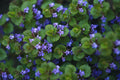 Creeping Charlie Friendship Plant | Pilea nummulariifolia Live Bare Root | Fast-Growing Ground Cover & Hanging Plant