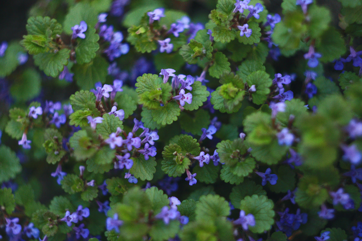 Creeping Charlie Friendship Plant | Pilea nummulariifolia Live Bare Root | Fast-Growing Ground Cover & Hanging Plant