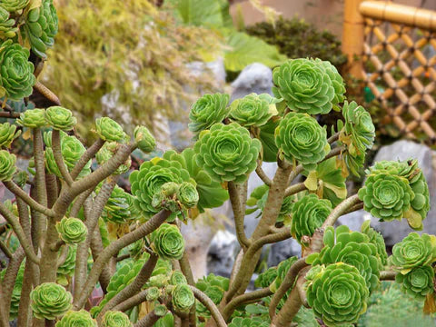 10 Aeonium Succulent Cuttings | 3”+ Large Rosettes | Live Unrooted Plants | Easy to Propagate | Drought-Tolerant