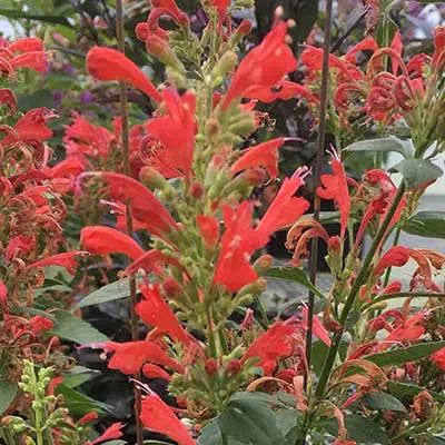Agastache Kudos Red Live Plant 3–6” Tall - Bareroot Hummingbird Mint Perennial Zones 5–10