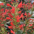 Agastache Kudos Red Live Plant 3–6” Tall - Bareroot Hummingbird Mint Perennial Zones 5–10