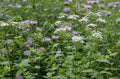 Ageratina altissima Seeds - White Snakeroot Perennial Wildflower for Pollinators & Shade Gardens, Native North American Plant