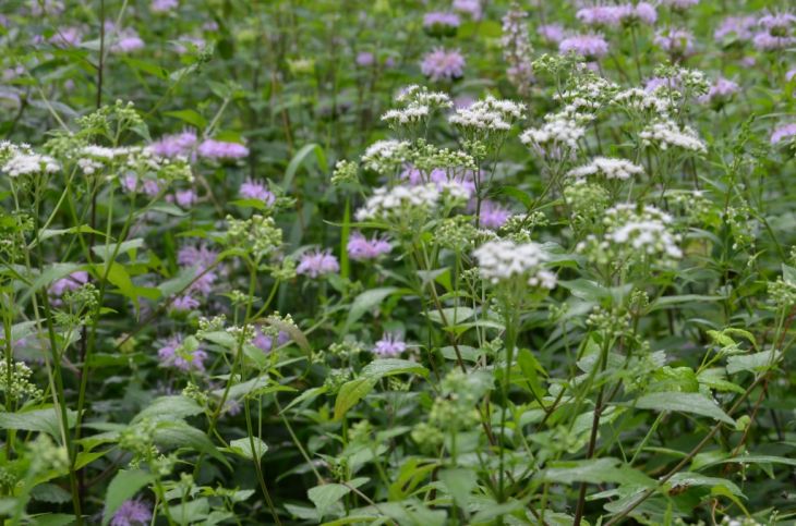 Ageratina altissima Seeds - White Snakeroot Perennial Wildflower for Pollinators & Shade Gardens, Native North American Plant