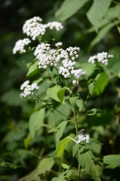Ageratina Altissima Seeds (500) White Snakeroot Native Perennial Wildflower