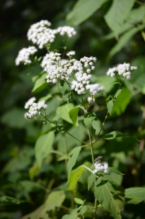 Ageratina Altissima Seeds (500) White Snakeroot Native Perennial Wildflower