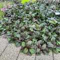 Live Burgundy Glow Ajuga reptans Variegated Groundcover in 1 Pint Pot for Shade, Borders, Pollinators