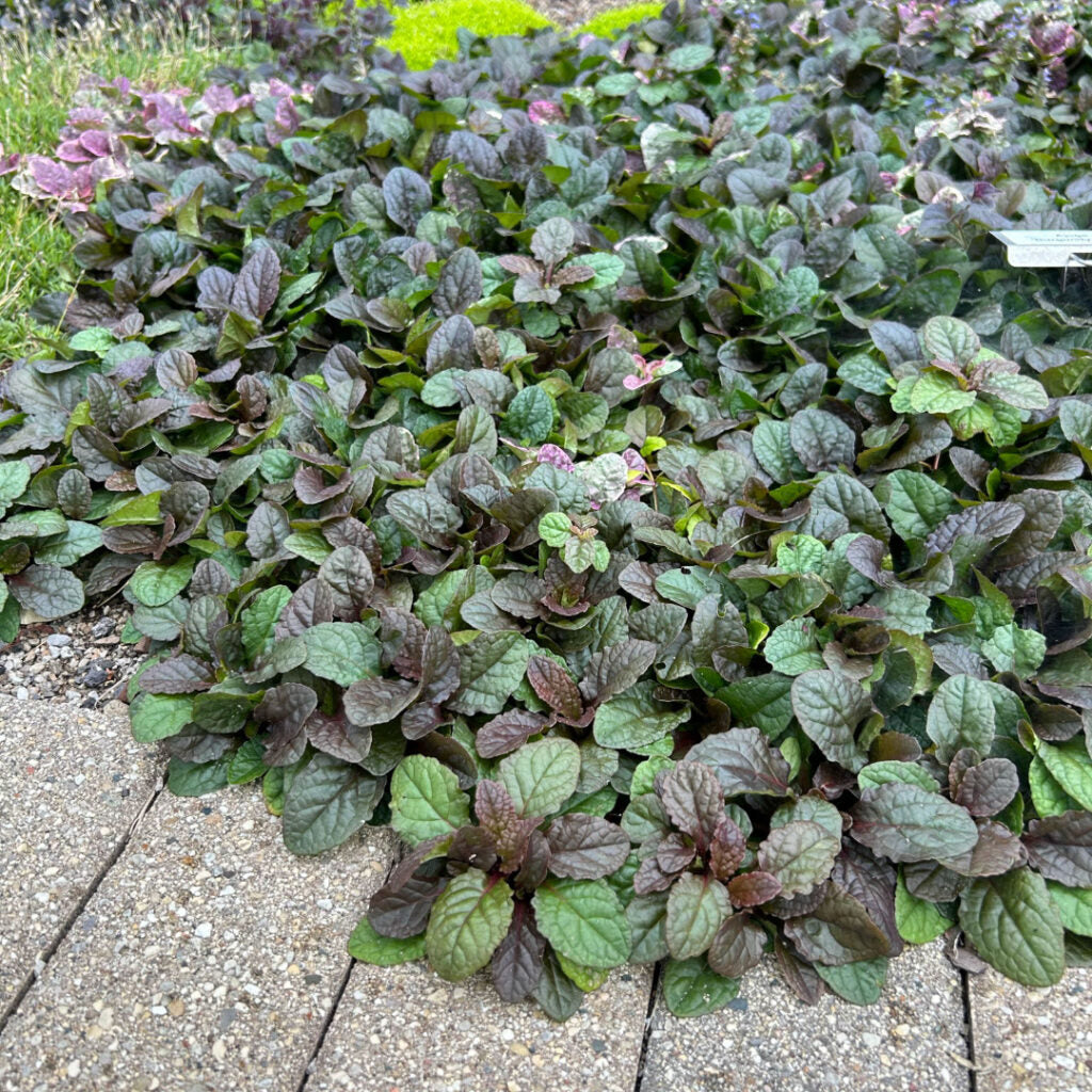Live Burgundy Glow Ajuga reptans Variegated Groundcover in 1 Pint Pot for Shade, Borders, Pollinators