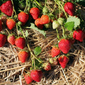 Allstar June-Bearing Strawberry Plants – 10 Bare Root, Large Sweet Berries, Cold Hardy, High Yield, Garden Fruit, Fragaria × ananassa