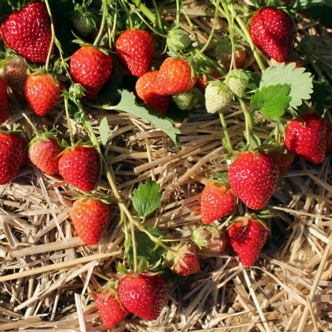 Allstar June-Bearing Strawberry Plants – 10 Bare Root, Large Sweet Berries, Cold Hardy, High Yield, Garden Fruit, Fragaria × ananassa