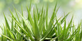 Organic Aloe Vera Plant – Bare Root Live Succulent for Indoor & Outdoor Use – Medicinal Aloe Vera (Aloe barbadensis Miller)
