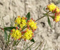 Eriogonum flavum Seeds – Golden Wild Buckwheat Wildflower, 50 Non-GMO Perennial Native Pollinator Garden Plant