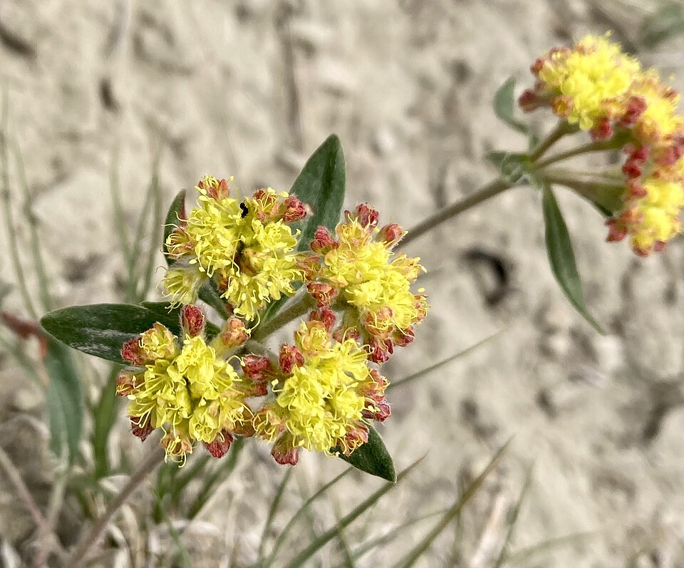 Eriogonum flavum Seeds – Golden Wild Buckwheat Wildflower, 50 Non-GMO Perennial Native Pollinator Garden Plant