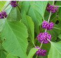 Beautyberry Bush Cuttings – Unrooted Stems for Propagation, Purple Berries, Native Wildlife & Pollinator Plant, Callicarpa americana