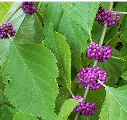 Beautyberry Bush Cuttings – Unrooted Stems for Propagation, Purple Berries, Native Wildlife & Pollinator Plant, Callicarpa americana