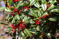 15 American Holly Cuttings Organic Unrooted Ilex opaca Evergreen Tree Starts for Propagation