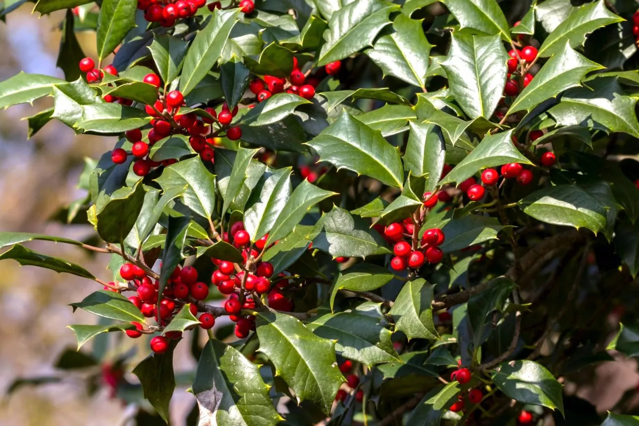 15 American Holly Cuttings Organic Unrooted Ilex opaca Evergreen Tree Starts for Propagation