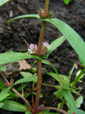 1000 Ammannia coccinea Seeds | Scarlet Toothcup Native Wetland Perennial | Pollinator Friendly
