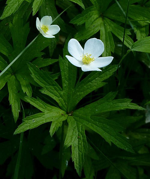 100 Anemone canadensis Seeds | Canada Anemone Wildflower for Meadows, Borders & Pollinator Gardens