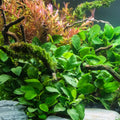 Anubias Barteri Nana Live Aquarium Plant | Small Bare Root Freshwater Plant | Low Light Aquascape | Hardy Beginner Friendly