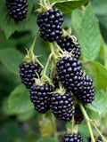 Organic Blackberry Cuttings 5 Unrooted Rubus fruticosus Heirloom Berry Plant for Home Growing