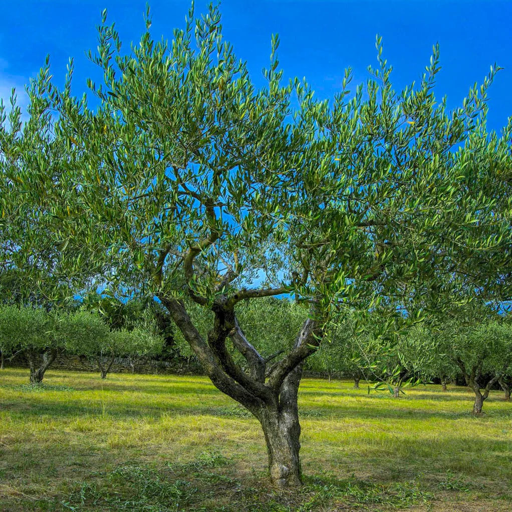 Arbequina Olive Tree Starter Plant – Cold Hardy, Self-Pollinating, Drought-Tolerant, Edible Olives & Oil, Container or Garden