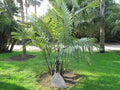 2 Arenga engleri Dwarf Sugar Palm Seedlings | Bare Root Clumping Hardy Tropical Palm for Landscape & Containers