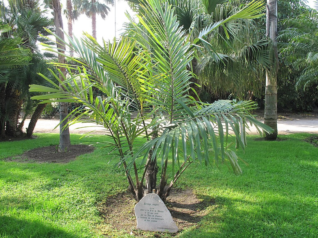 2 Arenga engleri Dwarf Sugar Palm Seedlings | Bare Root Clumping Hardy Tropical Palm for Landscape & Containers