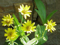 Arnica chamissonis Seeds – Meadow Arnica Wildflower, Non-GMO Perennial Seeds for Pollinator Gardens
