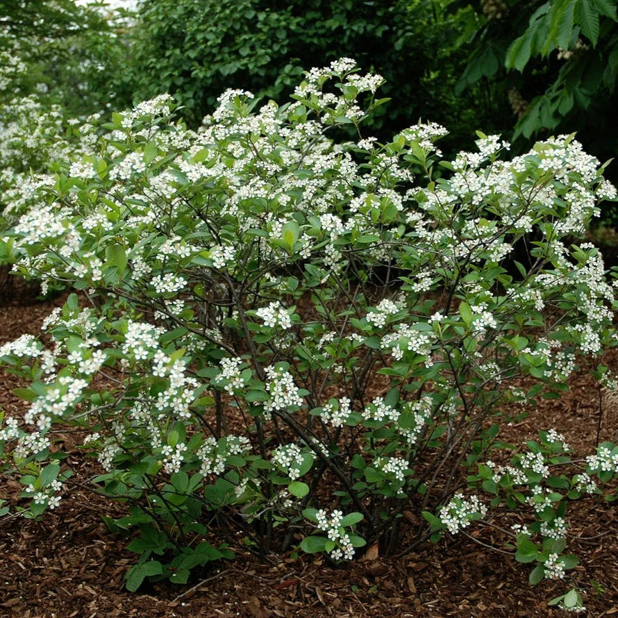12 Unrooted Hardwood Cuttings of Aronia melanocarpa Black Chokeberry Native Shrub for Edible Berries, Wildlife, Hedges