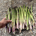 10 Millennium Asparagus Bare Root Crowns | 2-Year Live Perennial Vegetable Plants | Non-GMO Heirloom for Home Garden