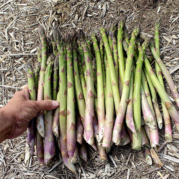 10 Millennium Asparagus Bare Root Crowns | 2-Year Live Perennial Vegetable Plants | Non-GMO Heirloom for Home Garden
