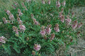Astragalus bisulcatus Seeds – Twogroove Milkvetch Native Perennial Wildflower, Non-GMO Pollinator Plant for Gardens & Restoration