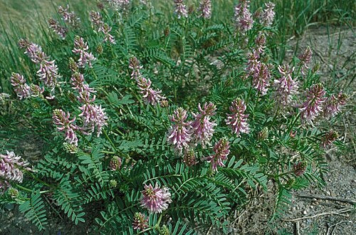 Astragalus bisulcatus Seeds – Twogroove Milkvetch Native Perennial Wildflower, Non-GMO Pollinator Plant for Gardens & Restoration