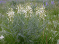 Astragalus drummondii Seeds – Woolly Milkvetch Native Perennial Legume for Pollinator Gardens